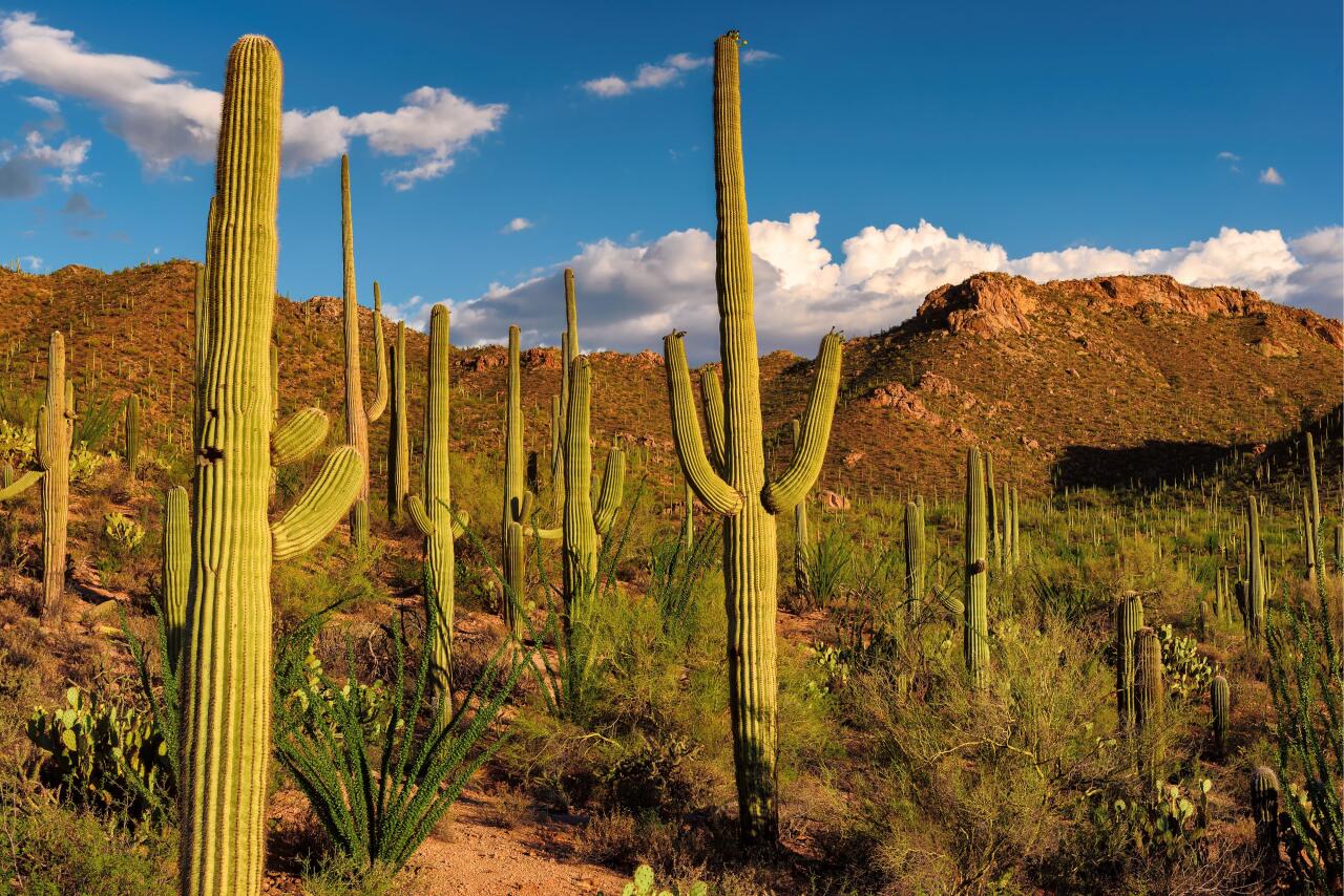 #22. Tucson, Arizona Saguro cactus in park.