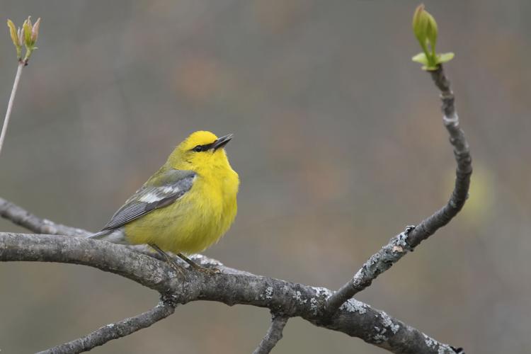 Blue-winged warbler